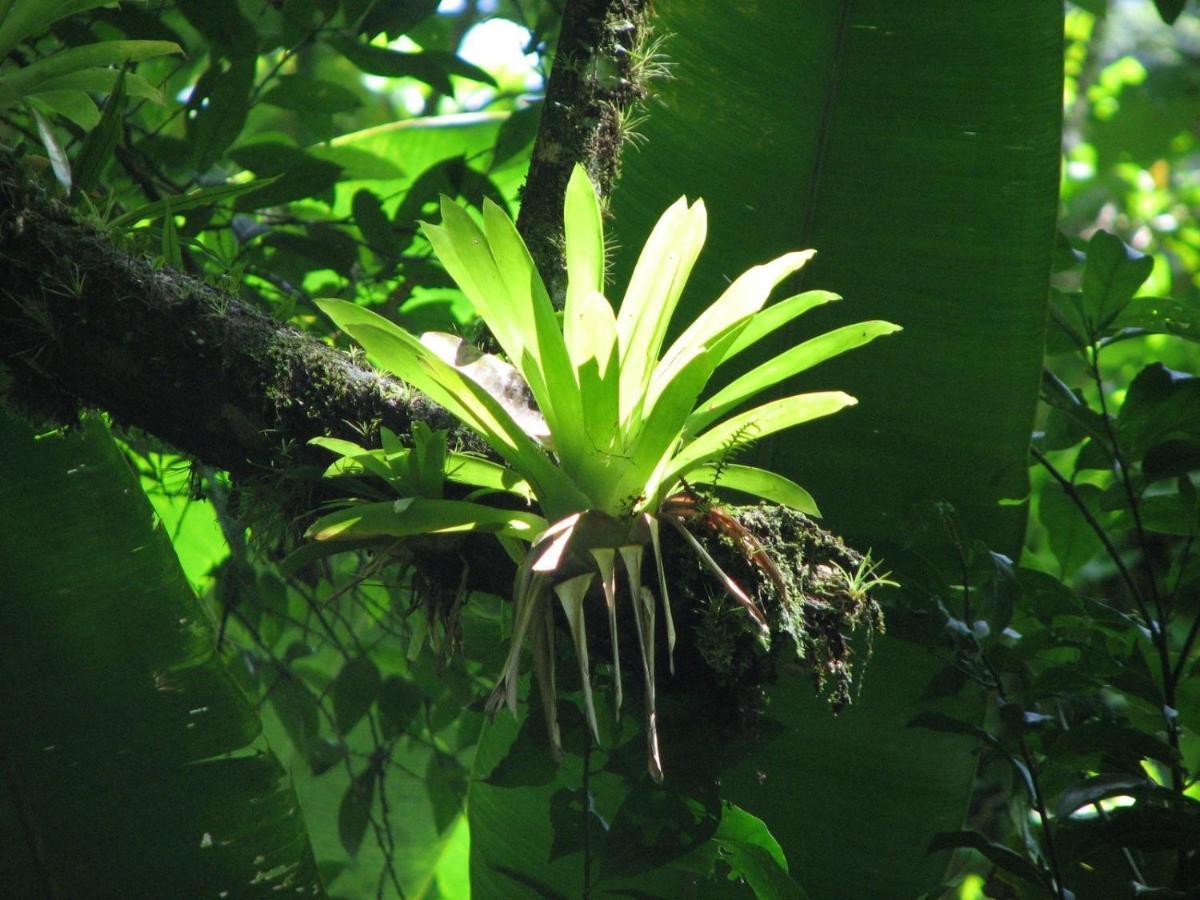 Hibiscus Valley Inn Marigot Bagian luar foto