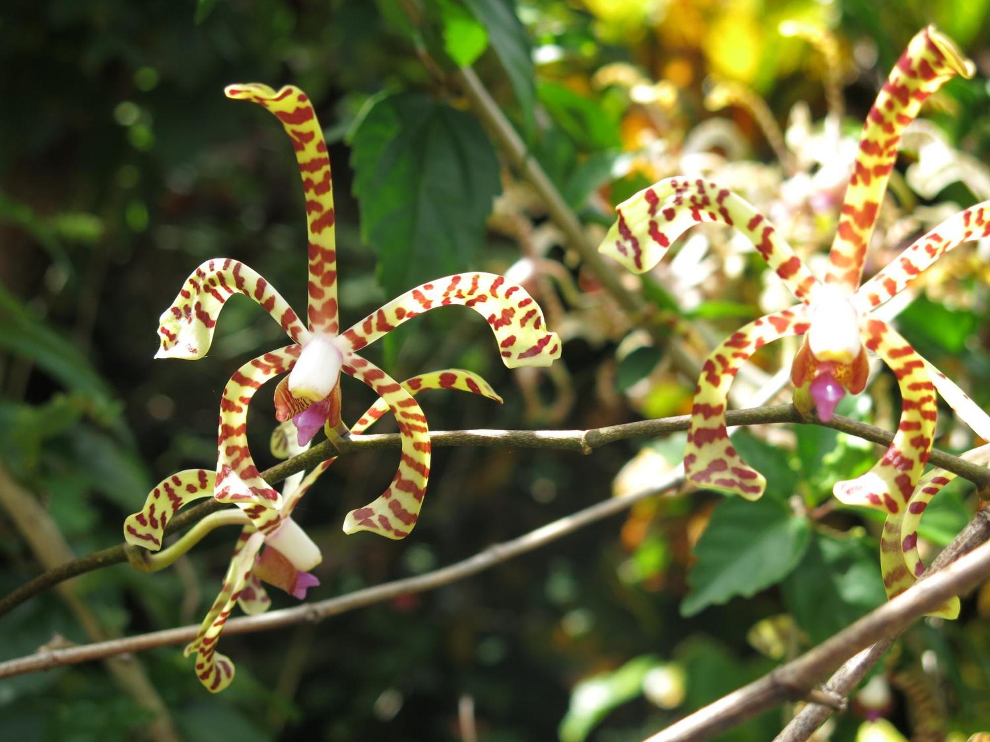 Hibiscus Valley Inn Marigot Bagian luar foto