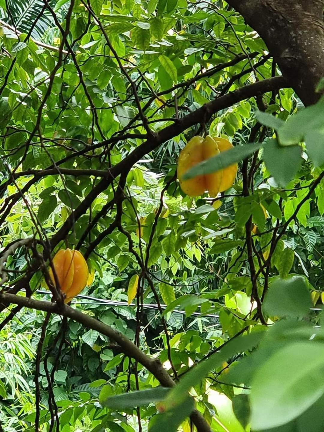 Hibiscus Valley Inn Marigot Bagian luar foto