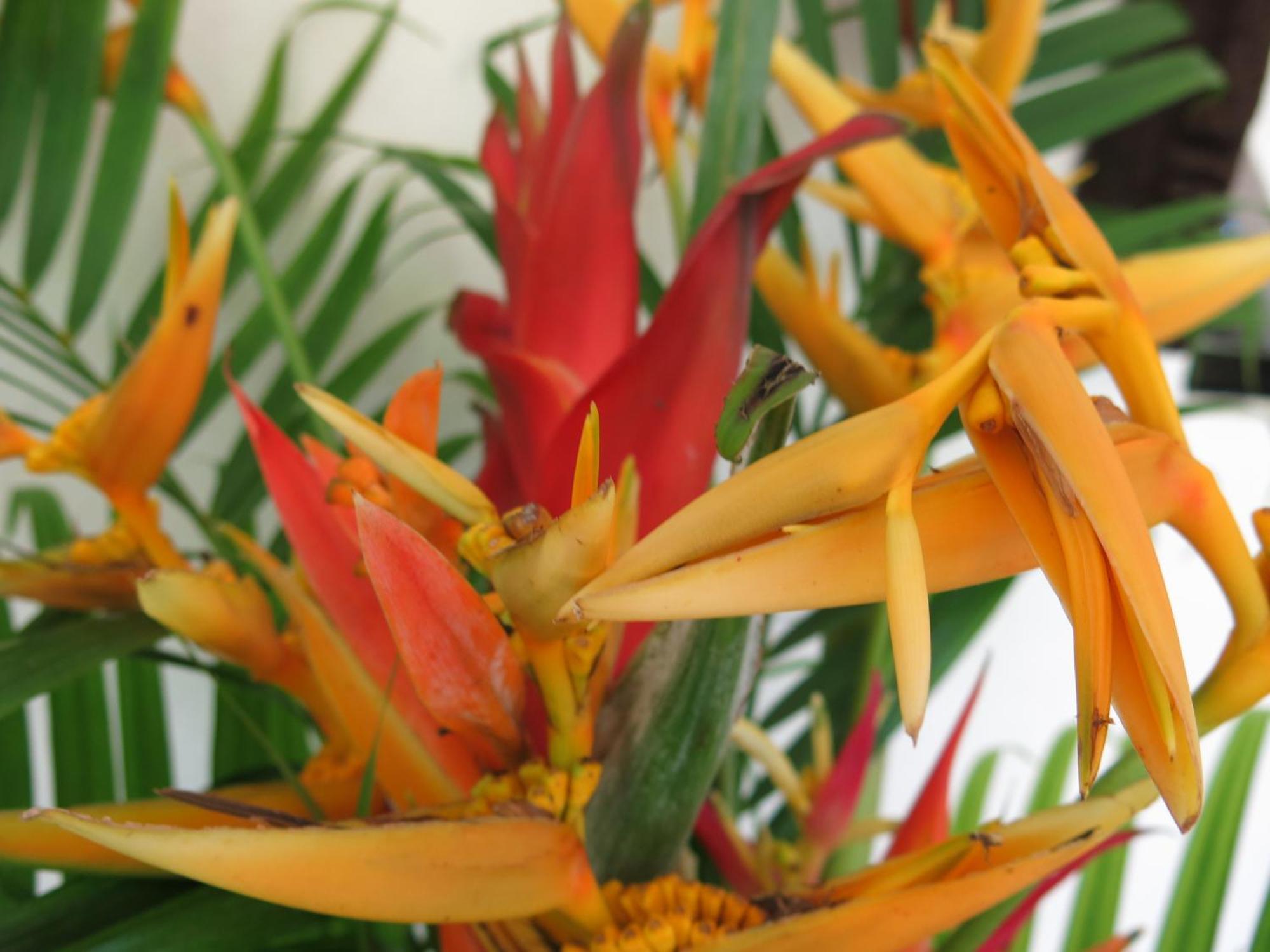 Hibiscus Valley Inn Marigot Bagian luar foto